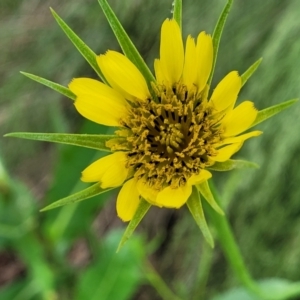 Tragopogon dubius at Lyneham, ACT - 23 Nov 2022 09:13 AM