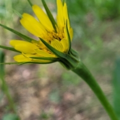 Tragopogon dubius at Lyneham, ACT - 23 Nov 2022