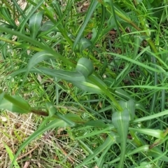 Tragopogon dubius at Lyneham, ACT - 23 Nov 2022 09:13 AM