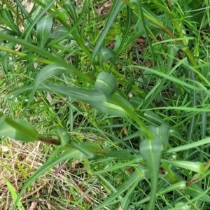 Tragopogon dubius at Lyneham, ACT - 23 Nov 2022 09:13 AM