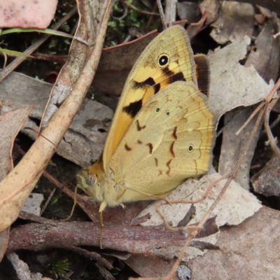 Heteronympha merope (Common Brown Butterfly) at Wanniassa Hill - 22 Nov 2022 by MatthewFrawley