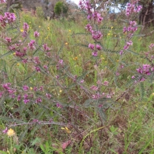 Indigofera adesmiifolia at Jerrabomberra, ACT - 23 Nov 2022