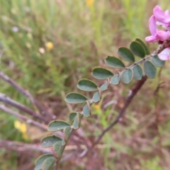 Indigofera adesmiifolia at Jerrabomberra, ACT - 23 Nov 2022