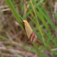 Coeranica isabella (A Concealer moth) at Wanniassa Hill - 22 Nov 2022 by MatthewFrawley