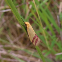 Coeranica isabella (A Concealer moth (Wingia group)) at Jerrabomberra, ACT - 23 Nov 2022 by MatthewFrawley