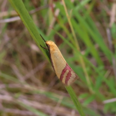 Coeranica isabella (A Concealer moth (Wingia group)) at Jerrabomberra, ACT - 23 Nov 2022 by MatthewFrawley