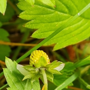 Potentilla vesca at Isaacs, ACT - 23 Nov 2022 02:41 PM