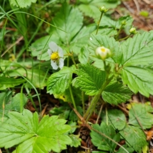 Potentilla vesca at Isaacs, ACT - 23 Nov 2022 02:41 PM