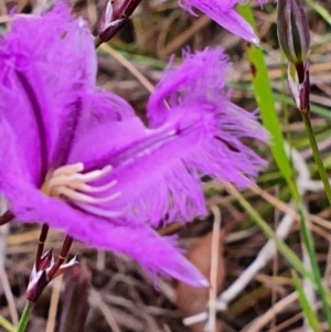 Thysanotus tuberosus at Gundaroo, NSW - 22 Nov 2022