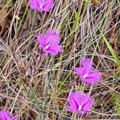 Thysanotus tuberosus at Gundaroo, NSW - 22 Nov 2022