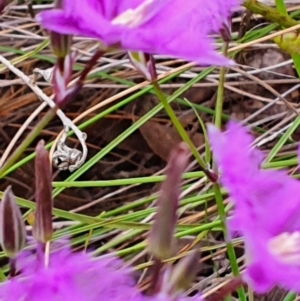 Thysanotus tuberosus at Gundaroo, NSW - 22 Nov 2022