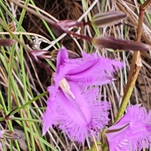 Thysanotus tuberosus at Gundaroo, NSW - 22 Nov 2022