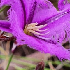 Thysanotus tuberosus at Gundaroo, NSW - 22 Nov 2022