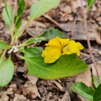 Goodenia hederacea subsp. hederacea (Ivy Goodenia, Forest Goodenia) at Gundaroo, NSW - 22 Nov 2022 by Gunyijan