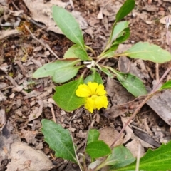 Goodenia hederacea subsp. hederacea at Gundaroo, NSW - 22 Nov 2022