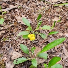 Goodenia hederacea subsp. hederacea at Gundaroo, NSW - 22 Nov 2022 03:55 PM