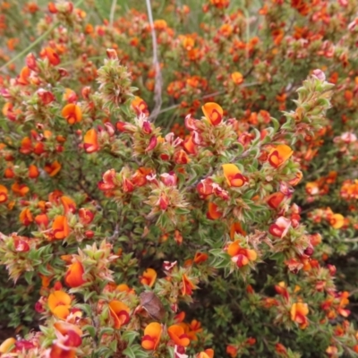 Pultenaea procumbens (Bush Pea) at Jerrabomberra, ACT - 22 Nov 2022 by MatthewFrawley