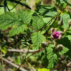 Rubus parvifolius (Native Raspberry) at Isaacs, ACT - 23 Nov 2022 by Mike
