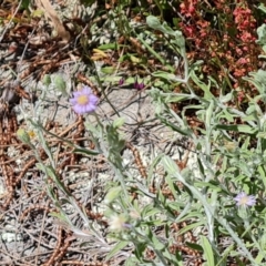 Vittadinia gracilis (New Holland Daisy) at Isaacs, ACT - 23 Nov 2022 by Mike