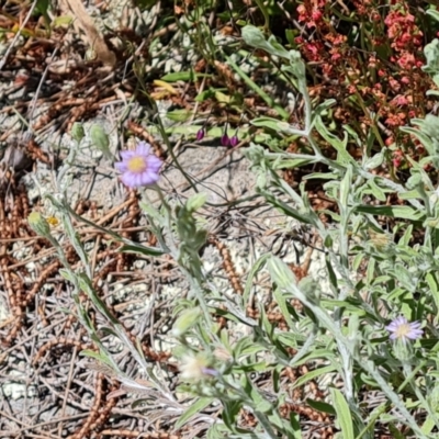 Vittadinia gracilis (New Holland Daisy) at Isaacs, ACT - 23 Nov 2022 by Mike