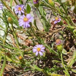 Vittadinia cuneata at Isaacs, ACT - 23 Nov 2022