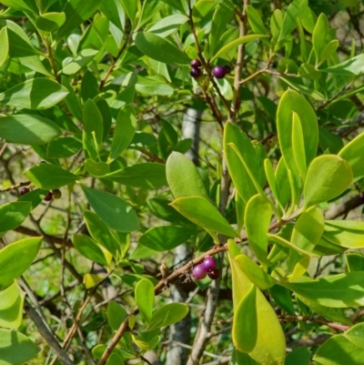 Myoporum insulare (Common Boobialla) at Lilli Pilli, NSW - 18 Nov 2022 by Bronnie