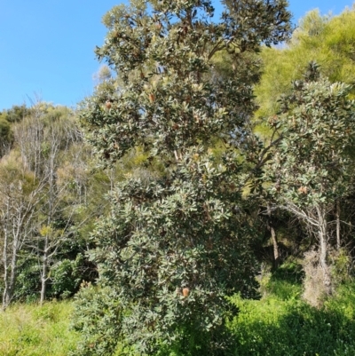 Banksia integrifolia subsp. integrifolia (Coast Banksia) at Lilli Pilli, NSW - 19 Nov 2022 by Bronnie