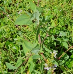 Atriplex australasica (Native Orache) at Lilli Pilli, NSW - 18 Nov 2022 by Bronnie