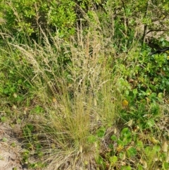 Poa labillardierei (Common Tussock Grass, River Tussock Grass) at Lilli Pilli, NSW - 19 Nov 2022 by Bronnie