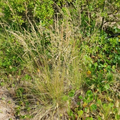 Poa labillardierei (Common Tussock Grass, River Tussock Grass) at Lilli Pilli, NSW - 19 Nov 2022 by Bronnie