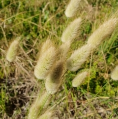 Lagurus ovatus at Lilli Pilli, NSW - 19 Nov 2022 09:13 AM