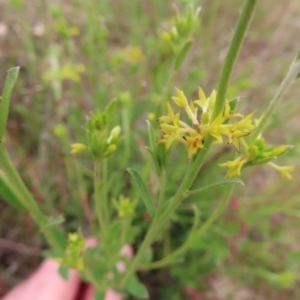 Pimelea curviflora at Jerrabomberra, ACT - 23 Nov 2022 10:25 AM