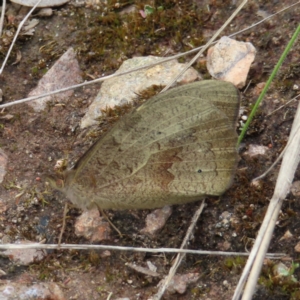 Heteronympha merope at Fadden, ACT - 23 Nov 2022 10:35 AM