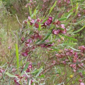 Dodonaea viscosa at Fadden, ACT - 23 Nov 2022 10:44 AM