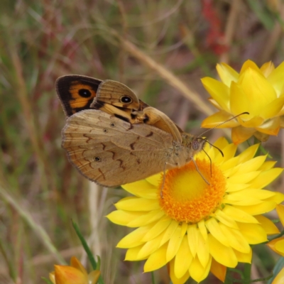 Heteronympha merope (Common Brown Butterfly) at Fadden, ACT - 23 Nov 2022 by MatthewFrawley