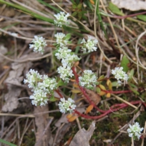 Poranthera microphylla at Jerrabomberra, ACT - 23 Nov 2022