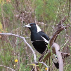 Gymnorhina tibicen (Australian Magpie) at Jerrabomberra, ACT - 23 Nov 2022 by MatthewFrawley