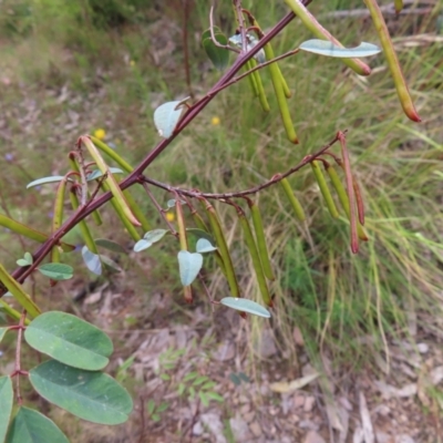 Indigofera australis subsp. australis (Australian Indigo) at Wanniassa Hill - 23 Nov 2022 by MatthewFrawley