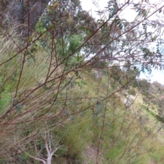 Indigofera australis subsp. australis at Jerrabomberra, ACT - 23 Nov 2022 11:14 AM