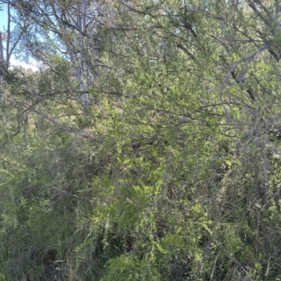 Kunzea ericoides (Burgan) at Aranda, ACT - 23 Nov 2022 by lbradley