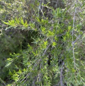 Kunzea ericoides at Aranda, ACT - 23 Nov 2022