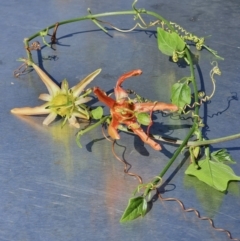 Passiflora herbertiana subsp. herbertiana (Native Passionfruit) at Lilli Pilli, NSW - 15 Oct 2022 by Bronnie