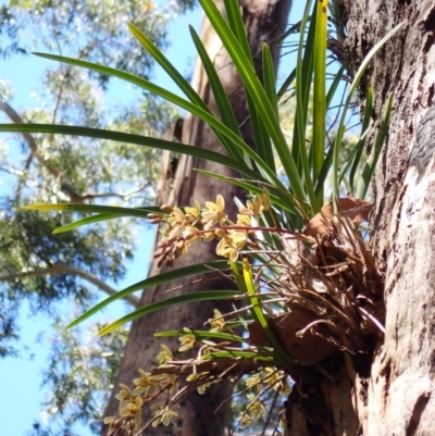 Cymbidium suave (Snake Orchid) at Jervis Bay, JBT - 8 Nov 2022 by AnneG1