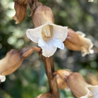 Gastrodia sesamoides (Cinnamon Bells) at Jervis Bay, JBT - 8 Nov 2022 by AnneG1