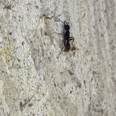 Myrmecia piliventris (Golden tail bull ant) at Mitchell, ACT - 23 Nov 2022 by SteveBorkowskis