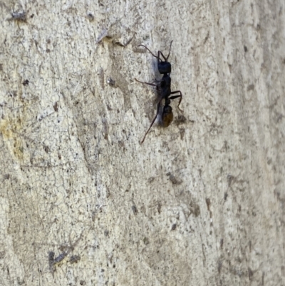 Myrmecia piliventris (Golden tail bull ant) at Mitchell, ACT - 23 Nov 2022 by Steve_Bok