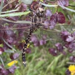 Adversaeschna brevistyla (Blue-spotted Hawker) at Coombs, ACT - 22 Nov 2022 by Steve_Bok