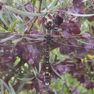 Adversaeschna brevistyla at Coombs, ACT - 23 Nov 2022 10:00 AM