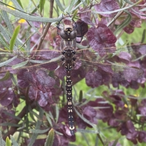 Adversaeschna brevistyla at Coombs, ACT - 23 Nov 2022