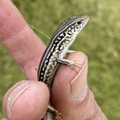 Ctenotus robustus (Robust Striped-skink) at Molonglo River Reserve - 23 Nov 2022 by Steve_Bok